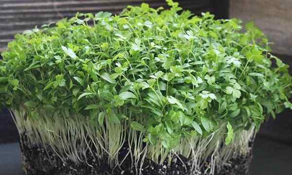 Comment cultiver des micro-verts de persil rapide et facile