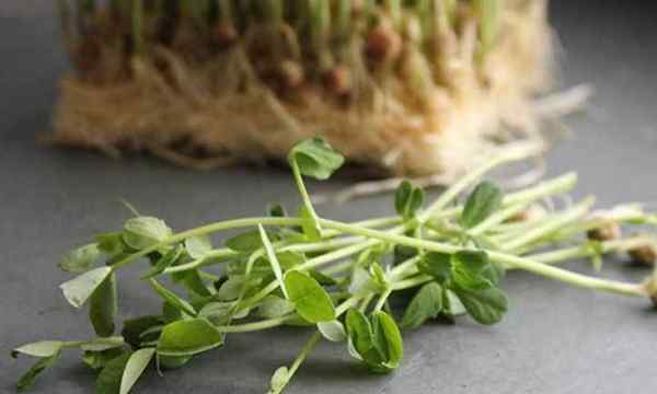 Cara menumbuhkan microgreens kacang polong dengan cepat dan mudah