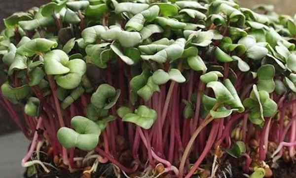 Cara Menumbuhkan Microgreens Radish Cepat dan Mudah