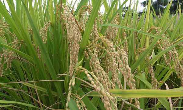 Wie man Reis für eine nachhaltige Versorgung anzieht