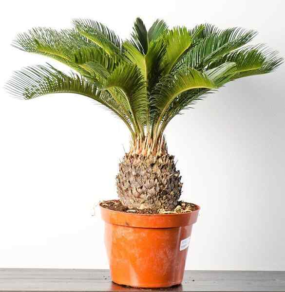 Wie man Sago Palm | wachsen | Vollständiger Wachstumsleitfaden