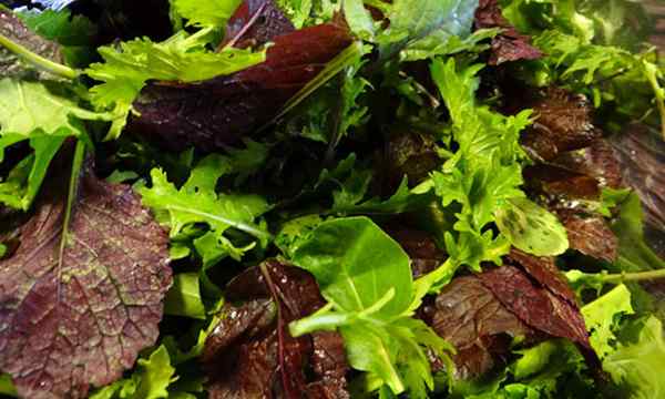 Cómo cultivar la ensalada de los verdes de la mejor manera