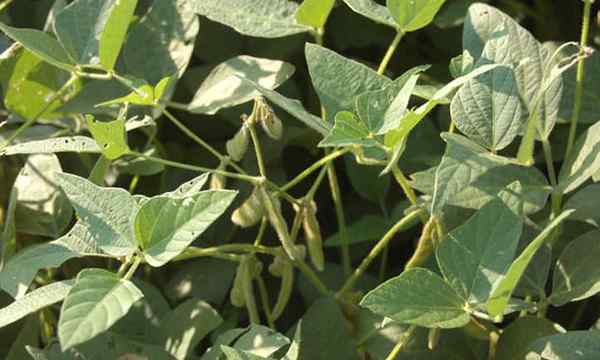 Comment cultiver le soja eDamame à partir de zéro