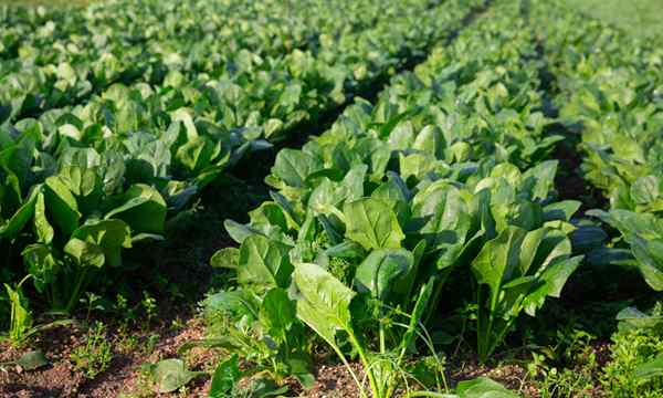 Wie man Spinat für die beste Ernte anzieht