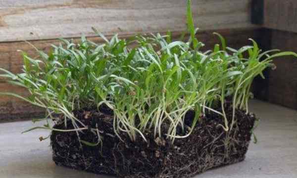 Comment cultiver des micro-verts épinards rapidement et facile