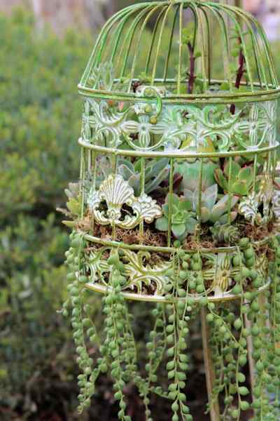 Comment faire pousser des plantes succulentes dans une cage d'oiseaux