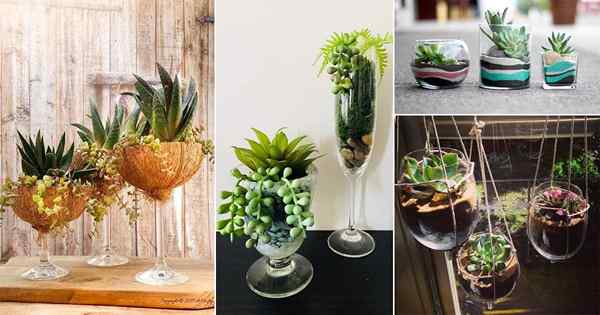 Cara menumbuhkan sukulen dalam gelas anggur | 10 terarium gelas anggur DIY