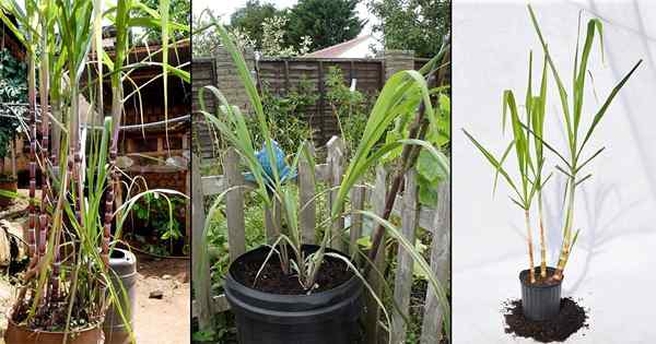 Como cultivar cana -de -açúcar em vasos | Como plantar uma cana -de -açúcar