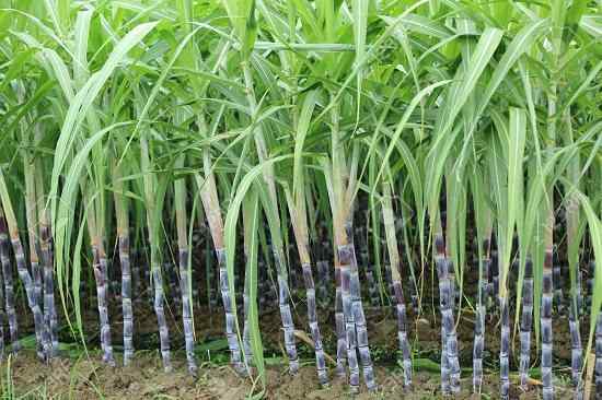 Cómo cultivar caña de azúcar | Método de cultivo de caña de azúcar