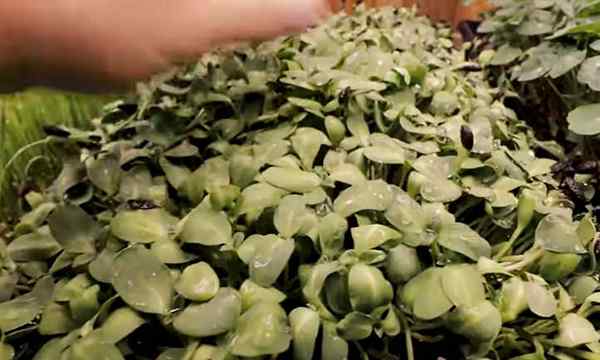 Cara menumbuhkan microgreens bunga matahari dengan cepat dan mudah