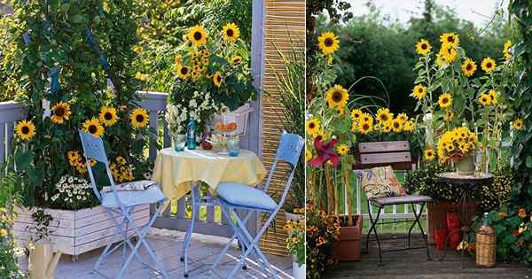 Wie man Sonnenblumen auf dem Balkon anbaut