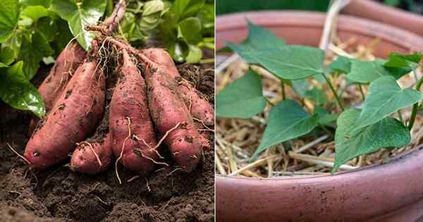 Como cultivar batatas -doces em casa