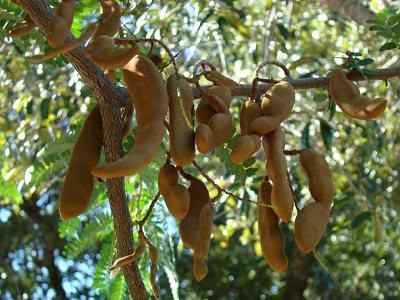 Wie man Tamarinde Baum annimmt | Tamarinde wachsen