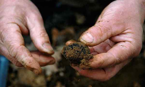 Cara menumbuhkan truffle lezat yang jarang