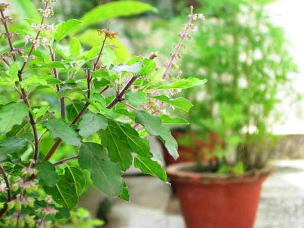 Cómo cultivar planta tulsi | Cuidado y creciente albahaca sagrada