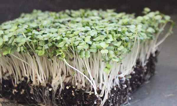 Como cultivar microgreens de nabo rápido e fácil