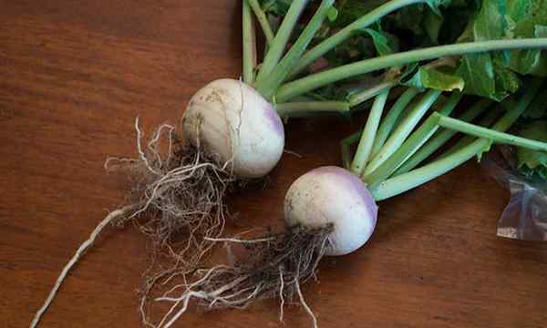 Cara menumbuhkan lobak di kebun Anda