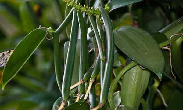 Wie man Vanillebohnen anbaut, die Vanilleorchidee