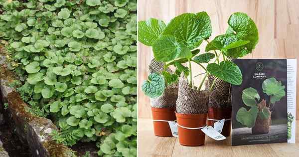 Como cultivar Wasabi em qualquer lugar | Crescente wasabi em panelas