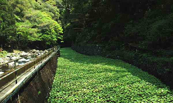 Comment cultiver des racines complexes du wasabi mais enrichissantes