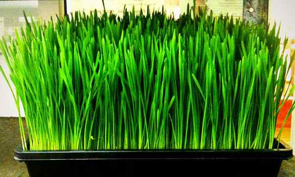 Cara menumbuhkan wheatgrass dalam beberapa langkah sederhana