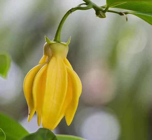 Cara tumbuh ylang-ylang | Panduan yang semakin meningkat