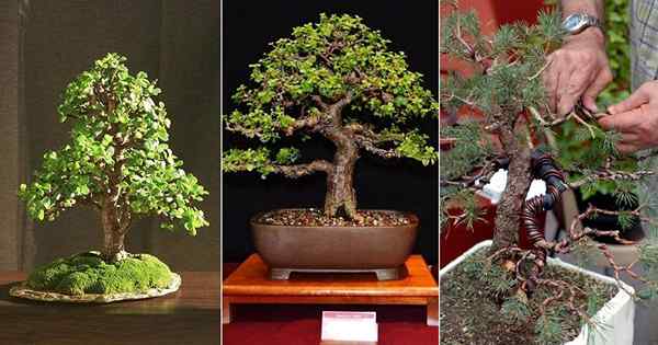 Cómo hacer crecer tu propio bonsai rápidamente