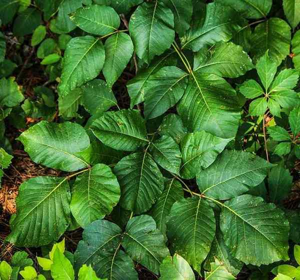 Cara mengenal pasti tumbuhan beracun di taman