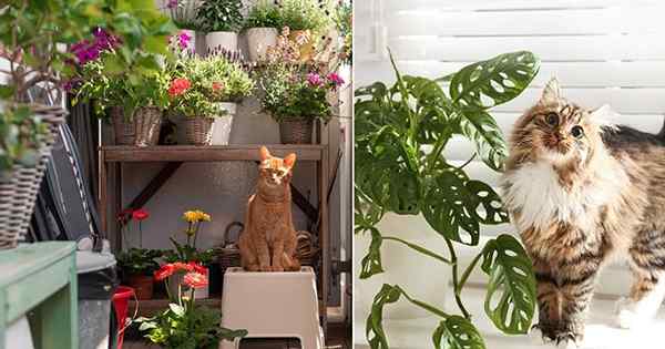 Cara menjauhkan kucing dari tanaman hias | Melindungi tanaman dari kucing