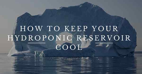 Cara menjaga reservoir hidroponik Anda tetap dingin