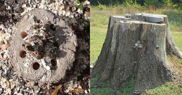 Comment tuer les souches d'arbre naturellement | Élimination des souches d'arbre