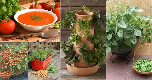 Cómo hacer un delicioso jardín de sopa en contenedores