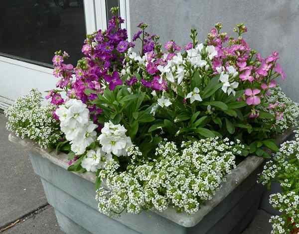 Cómo hacer un pequeño jardín fragante | Plantas fragantes para contenedores