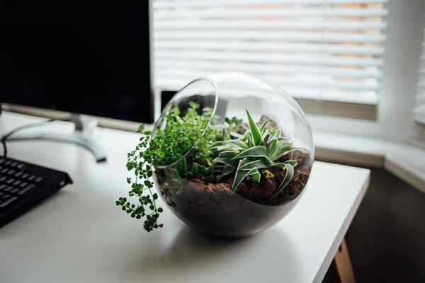 Comment faire un terrarium (tout) dans 11 infographies