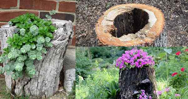 Cara membuat penanam tunggul pohon dalam 4 langkah