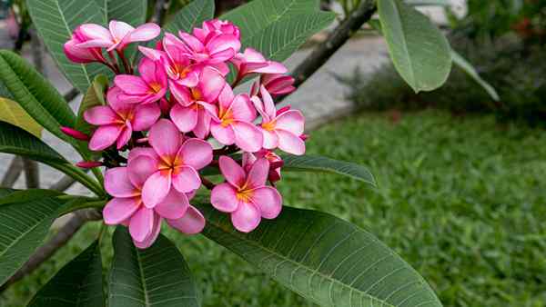 Como plantar, crescer e cuidar da plumeria