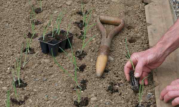 Wie man Zwiebeln pflanzt 3 Möglichkeiten, um große Pflanzen zu züchten