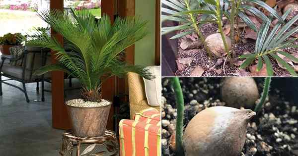 Comment planter des graines de palmier sagou