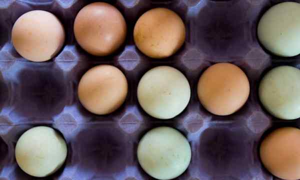 So konservieren Sie Eier für die spätere Verwendung