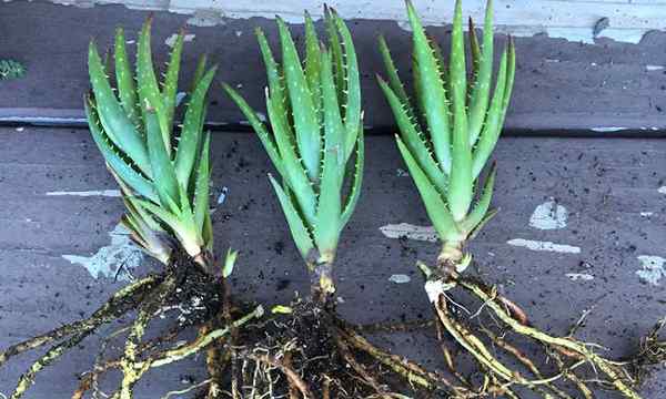 Wie man Aloe -Pflanzen verbreitet, ist es einfach!