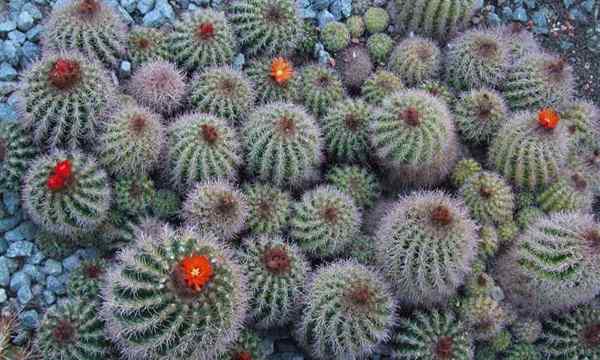 Cara Menyebarkan Cactus Proses Prickly