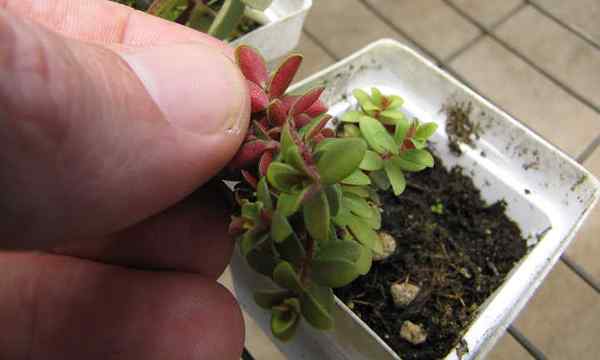 Comment propager la peperomia produisant des plantes parfaites