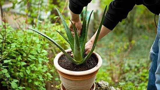 Wie man Aloe-Pflanzen erneut poot