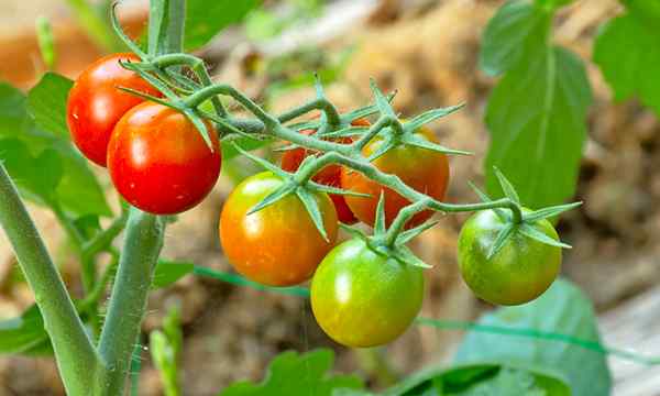 Wie man Tomaten im Inneren reif (Schritt für Schritt)