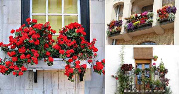 Comment sélectionner les meilleures plantes pour le balcon | Guide du débutant