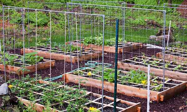 Como espalhar vegetais em uma cama levantada