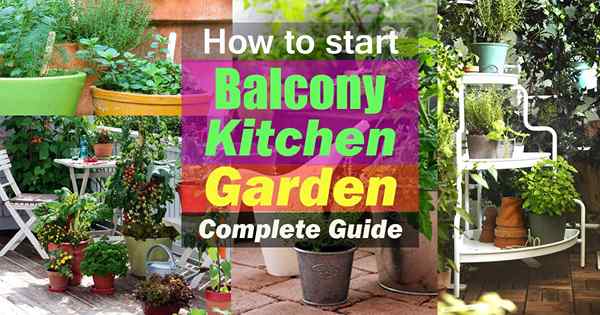 Comment démarrer un jardin de cuisine de balcon | Guide complet