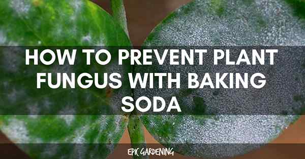Cara merawat kulat tumbuhan dengan baking soda