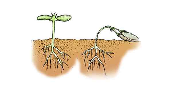 Bagaimana memecahkan masalah tanaman dalam hidroponik