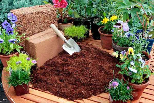 Comment utiliser Coco Peat in Garden + Coco Beat Avantages prouvés dans la recherche